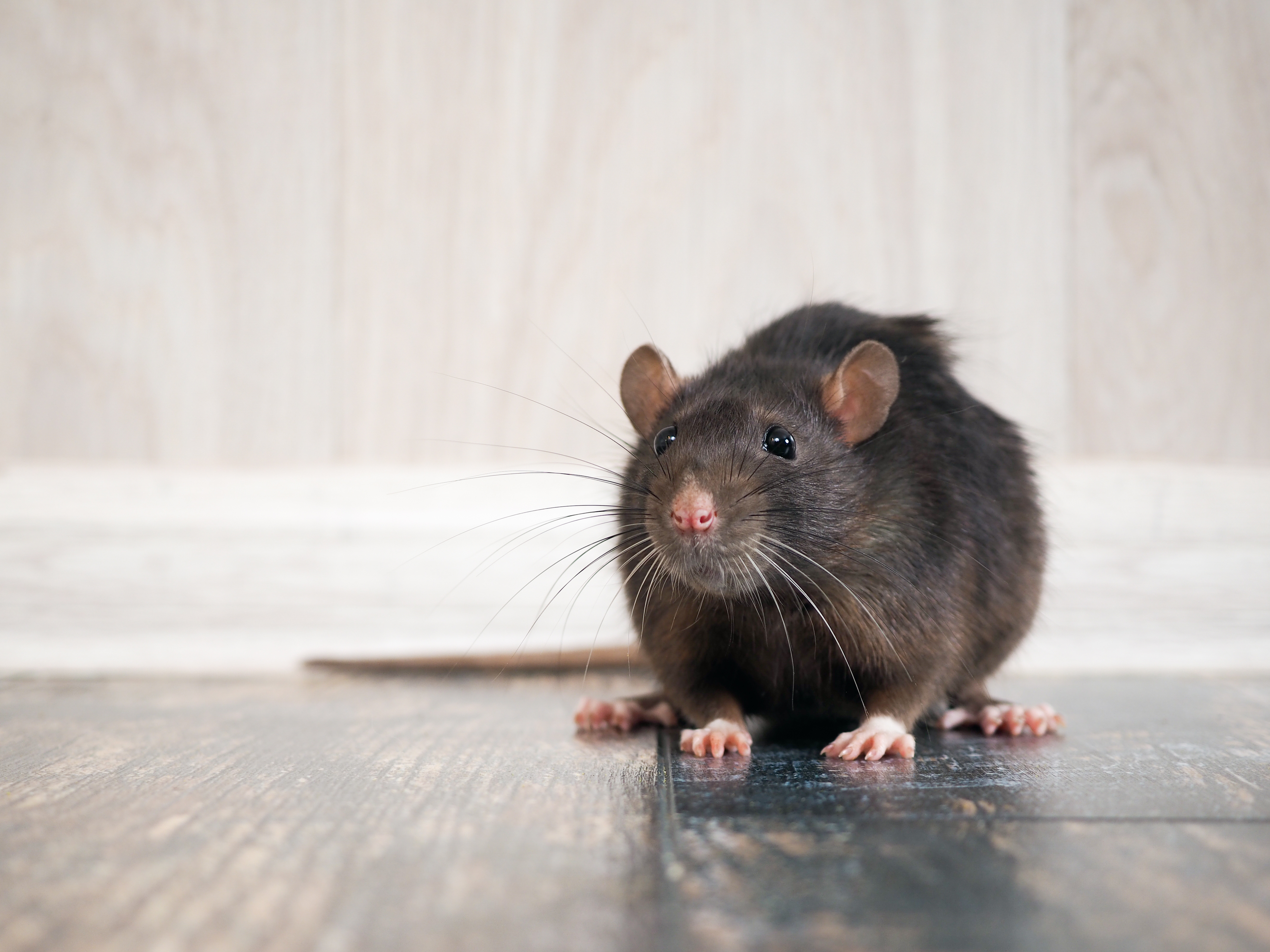 Rodent Control South Shore Massachusetts: The Importance of Rat