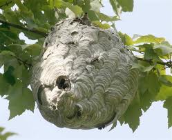 bee nest