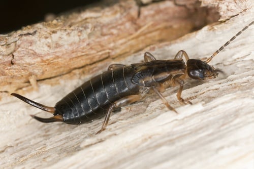 Earwigs in Massachusetts Homes