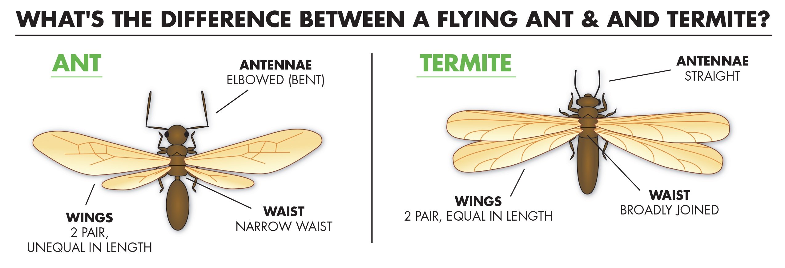 winged termites