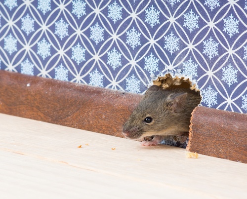 The rise of the rodent population in Massachusetts