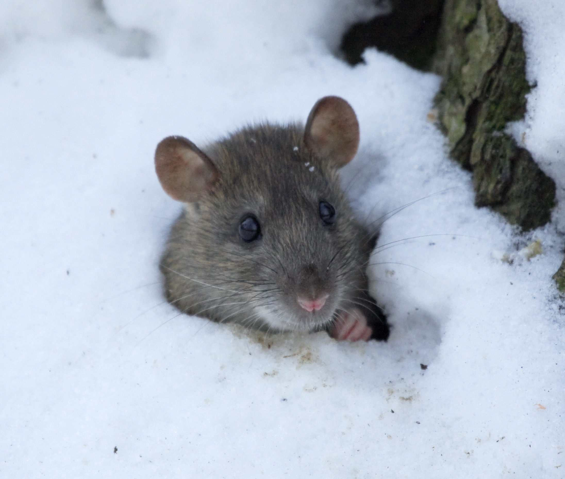 What Happens to Mice in the Winter?